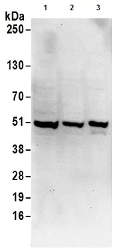 Western blot - Anti-UBA5 antibody (AB177507)