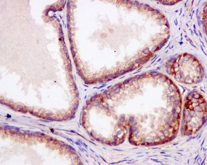 Immunohistochemistry (Formalin/PFA-fixed paraffin-embedded sections) - Anti-UBA5 antibody [EPR11729] (AB177478), expandable thumbnail