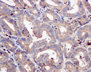 Immunohistochemistry (Formalin/PFA-fixed paraffin-embedded sections) - Anti-UBA5 antibody [EPR11729] (AB177478), expandable thumbnail