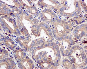 Immunohistochemistry (Formalin/PFA-fixed paraffin-embedded sections) - Anti-UBA5 antibody [EPR11729] (AB177478)
