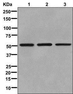 Western blot - Anti-UBA5 antibody [EPR11729] (AB177478), expandable thumbnail