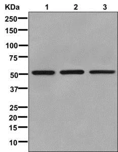 Western blot - Anti-UBA5 antibody [EPR11729] (AB177478)