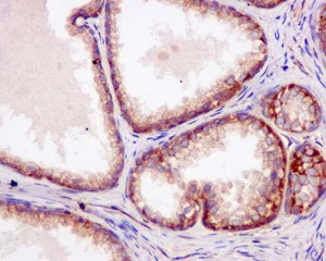 Immunohistochemistry (Formalin/PFA-fixed paraffin-embedded sections) - Anti-UBA5 antibody [EPR11729] - BSA and Azide free (AB249983)