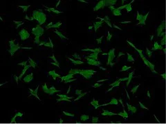 Immunocytochemistry/ Immunofluorescence - Anti-UBA52 antibody [EPR4546] - BSA and Azide free (AB247799)