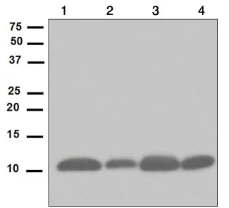 Western blot - Anti-UBA52 antibody [EPR4546] - BSA and Azide free (AB247799)