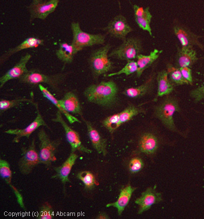 Immunocytochemistry/ Immunofluorescence - Anti-UBA52 antibody [EPR4547] (AB109230), expandable thumbnail