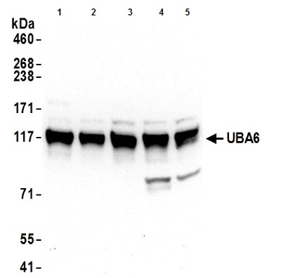 Western blot - Anti-Uba6 antibody (AB177514), expandable thumbnail