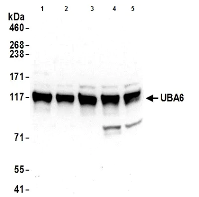 Western blot - Anti-Uba6 antibody (AB177514)