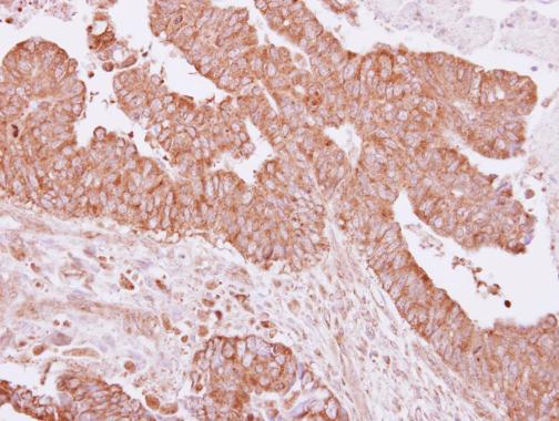 Immunohistochemistry (Formalin/PFA-fixed paraffin-embedded sections) - Anti-Uba6 antibody (AB228918), expandable thumbnail