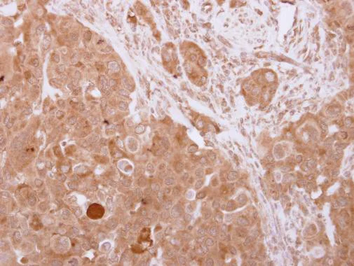 Immunohistochemistry (Formalin/PFA-fixed paraffin-embedded sections) - Anti-Uba6 antibody (AB228918)