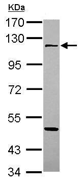 Western blot - Anti-Uba6 antibody (AB228918), expandable thumbnail