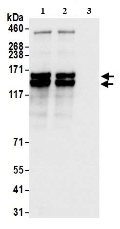 Immunoprecipitation - Anti-UBAP2L antibody (AB70319)