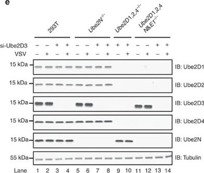 Western blot - Anti-UBC4 antibody [EPR11031(B)] (AB155088), expandable thumbnail