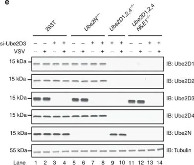 Western blot - Anti-UBC4 antibody [EPR11031(B)] (AB155088)