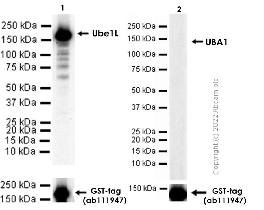 Western blot - Anti-Ube1L antibody [EPR4270] (AB108929), expandable thumbnail