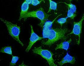 Immunocytochemistry/ Immunofluorescence - Anti-Ube1L antibody [EPR4270] - BSA and Azide free (AB247715), expandable thumbnail