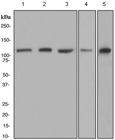 Western blot - Anti-Ube1L antibody [EPR4270] - BSA and Azide free (AB247715), expandable thumbnail