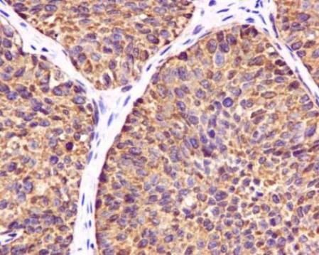 Immunohistochemistry (Formalin/PFA-fixed paraffin-embedded sections) - Anti-Ube1L + E1 Ubiquitin Activating Enzyme 1/UBA1 antibody [EPR4269(2)] - BSA and Azide free (AB248515)