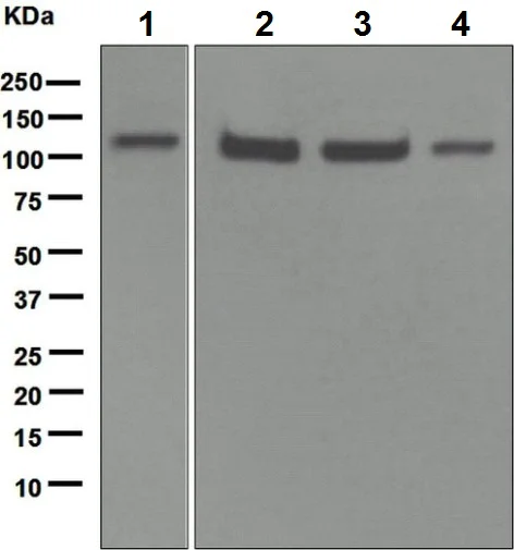 Western blot - Anti-Ube1L + E1 Ubiquitin Activating Enzyme 1/UBA1 antibody [EPR4269(2)] - BSA and Azide free (AB248515)