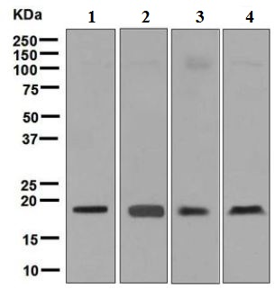 Western blot - Anti-Ube2B antibody [EPR7199] (AB128951)