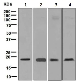 Western blot - Anti-Ube2B antibody [EPR7199] - BSA and Azide free (AB248243)