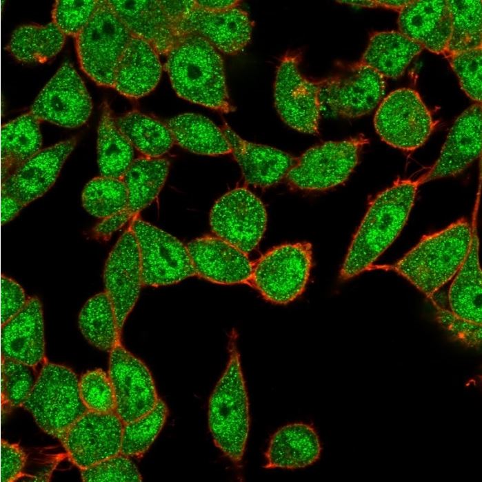 Immunocytochemistry - Anti-Ube2B antibody [PCRP-UBE2B-1C7] (AB277105), expandable thumbnail