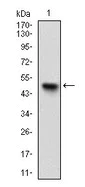 Western blot - Anti-UBE2C antibody [1F5D3] (AB201979)