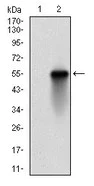 Western blot - Anti-UBE2C antibody [1F5D3] (AB201979)
