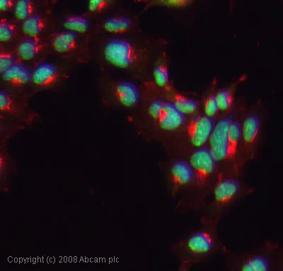 Immunocytochemistry/ Immunofluorescence - Anti-UBE2C antibody (AB12290)