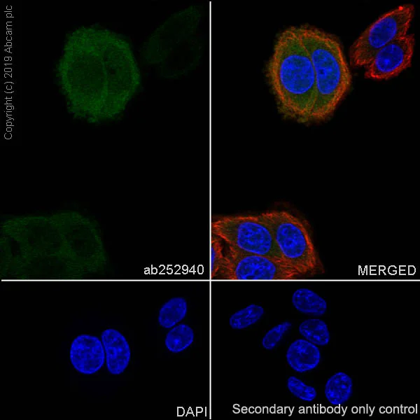 Immunocytochemistry/ Immunofluorescence - Anti-UBE2C antibody [EPR23165-31] (AB252940)