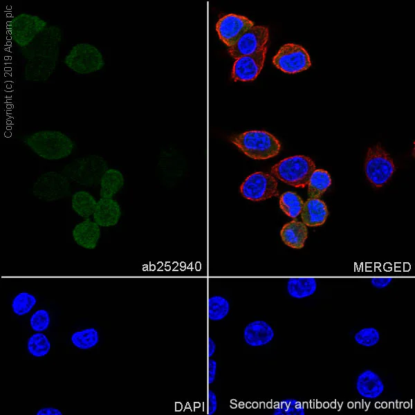 Immunocytochemistry/ Immunofluorescence - Anti-UBE2C antibody [EPR23165-31] (AB252940)