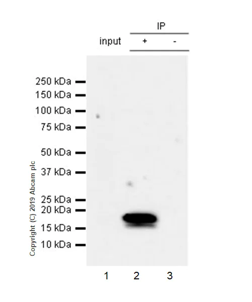 Immunoprecipitation - Anti-UBE2C antibody [EPR23165-31] (AB252940)
