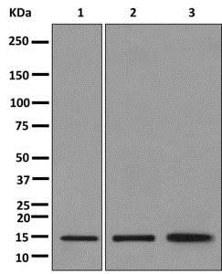 Western blot - Anti-UBE2D3 antibody [EPR13001(B)] - BSA and Azide free (AB249927), expandable thumbnail