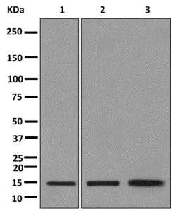Western blot - Anti-UBE2D3 antibody [EPR13001(B)] - BSA and Azide free (AB249927)