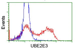 Flow Cytometry (Intracellular) - Anti-UBE2E3 antibody [OTI4B4] (AB128098)