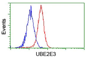 Flow Cytometry (Intracellular) - Anti-UBE2E3 antibody [OTI4B4] (AB128098)