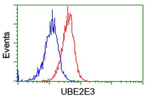 Flow Cytometry (Intracellular) - Anti-UBE2E3 antibody [OTI4B4] (AB128098)