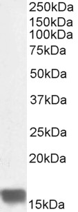 Anti-UBE2I / UBC9 antibody