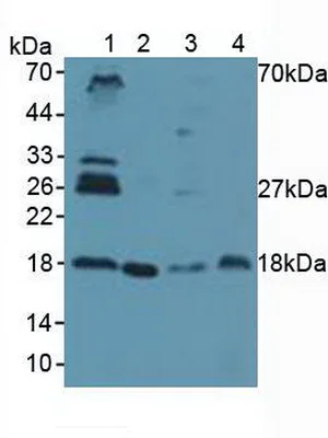 Western blot - Anti-UBE2I / UBC9 antibody (AB233224)