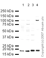 Western blot - Anti-UBE2I / UBC9 antibody (AB33044)