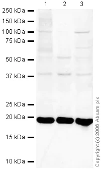 Western blot - Anti-UBE2I / UBC9 antibody (AB33044)