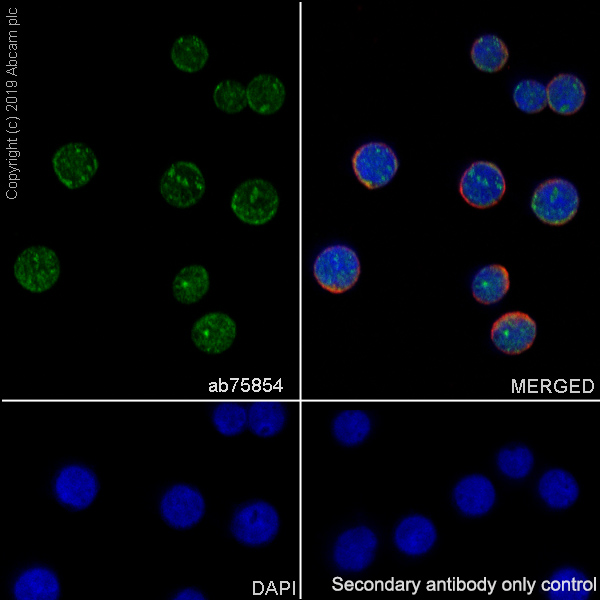 Immunocytochemistry/ Immunofluorescence - Anti-UBE2I / UBC9 antibody [EP2938Y] (AB75854), expandable thumbnail