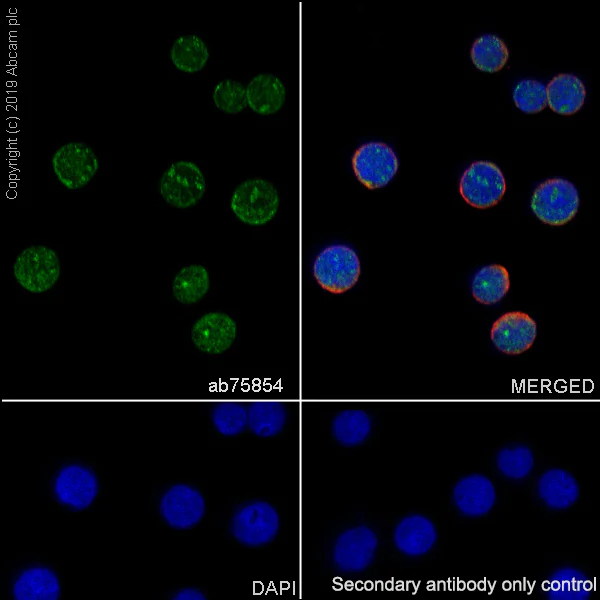 Immunocytochemistry/ Immunofluorescence - Anti-UBE2I / UBC9 antibody [EP2938Y] (AB75854)