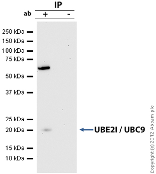 Immunoprecipitation - Anti-UBE2I / UBC9 antibody [EP2938Y] (AB75854), expandable thumbnail
