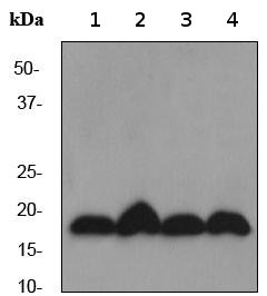 Western blot - Anti-UBE2I / UBC9 antibody [EP2938Y] (AB75854), expandable thumbnail