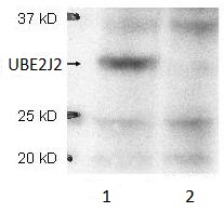 Western blot - Anti-UBE2J2 antibody (AB106097)