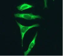Immunocytochemistry/ Immunofluorescence - Anti-Ube2L3/UBCH7 antibody [EPR4368] - BSA and Azide free (AB247719)