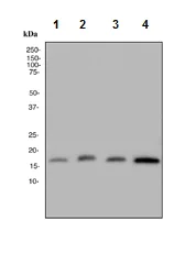 Western blot - Anti-Ube2L3/UBCH7 antibody [EPR4368] - BSA and Azide free (AB247719)