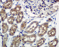 Immunohistochemistry (Formalin/PFA-fixed paraffin-embedded sections) - Anti-Ube2L6 antibody [EPR4267(2)] (AB109086)