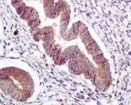 Immunohistochemistry (Formalin/PFA-fixed paraffin-embedded sections) - Anti-Ube2L6 antibody [EPR4267(2)] - BSA and Azide free (AB247755)